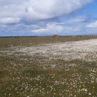 Carpet_of_daisies.mp4