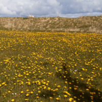 Flowers_at_Muckle_Girstie.mp4