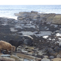 North_Ronaldsay_Sheep_Feeding_On_Seaweed_-_Stromness_Point.mp4